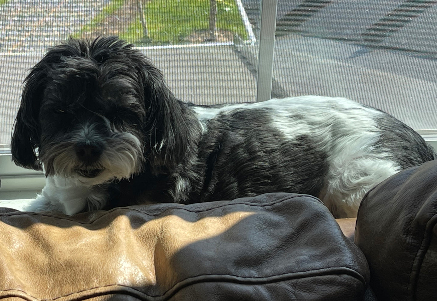 Bella