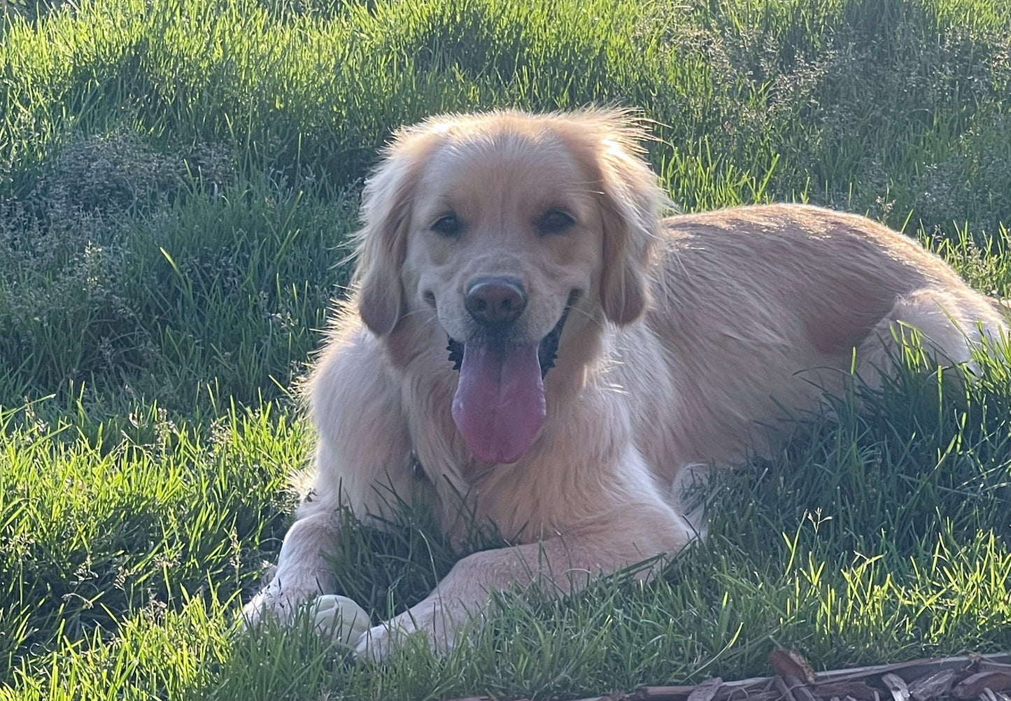 Maple